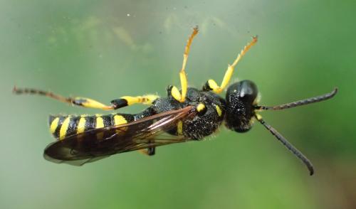 Cerceris arenaria